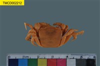 藏品(擬地蟹科)的圖片